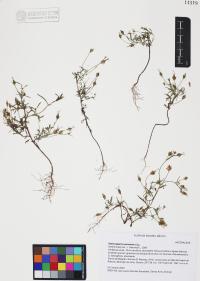 Heterosperma pinnatum image
