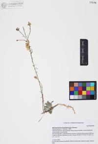Xanthisma spinulosum image