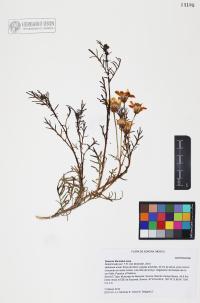 Senecio flaccidus image