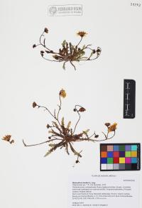 Malacothrix fendleri image