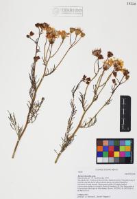 Senecio flaccidus image