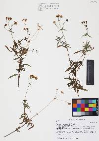 Coreocarpus arizonicus image