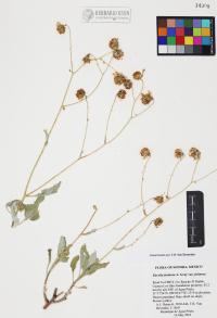 Encelia farinosa image