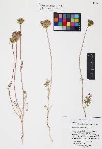 Daucus pusillus image