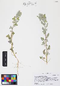 Chenopodium neomexicanum image