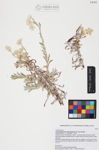 Pseudognaphalium leucocephalum image