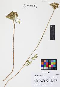 Daucus pusillus image