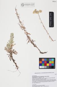 Pseudognaphalium leucocephalum image