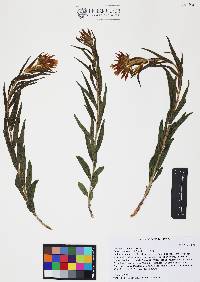 Amsonia palmeri image