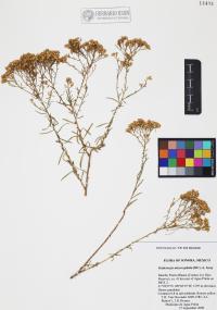 Gutierrezia microcephala image
