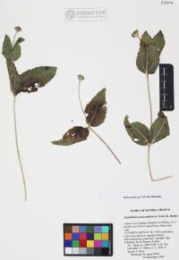 Lasianthaea podocephala image