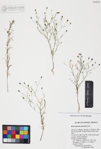 Heterosperma pinnatum image