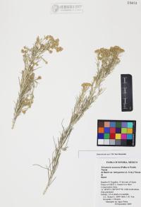 Ericameria nauseosa image