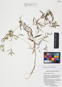 Sanvitalia abertii image