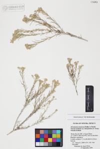 Ericameria nauseosa image