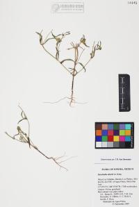 Sanvitalia abertii image