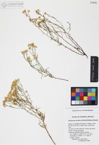 Gutierrezia sarothrae image