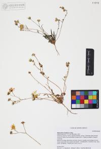Malacothrix fendleri image