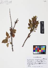 Toxicodendron radicans subsp. divaricatum image