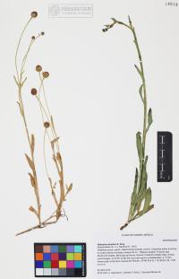 Helenium thurberi image