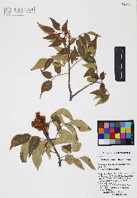 Rhus virens image