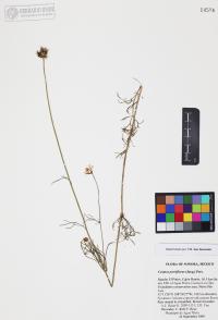 Cosmos parviflorus image
