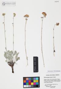 Hymenopappus filifolius var. lugens image