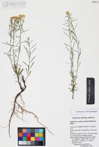 Gutierrezia sarothrae image