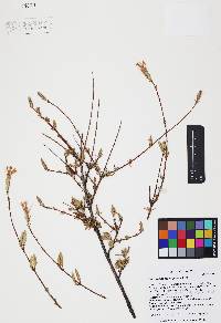 Carphochaete bigelovii image