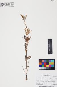 Heterosperma pinnatum image