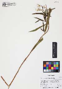 Baccharis salicifolia image