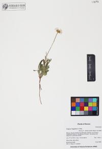 Erigeron flagellaris image