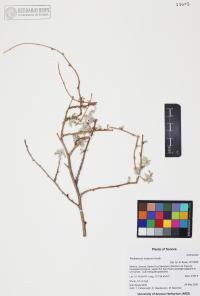 Parthenium incanum image