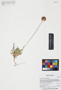 Gaillardia multiceps image
