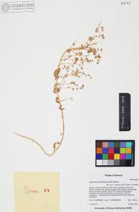 Laennecia sophiifolia image