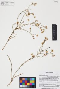Erigeron arisolius image