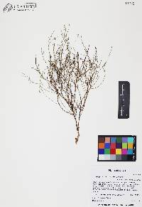 Chaetopappa ericoides image