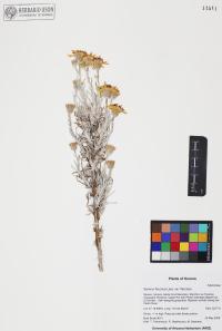 Senecio flaccidus image