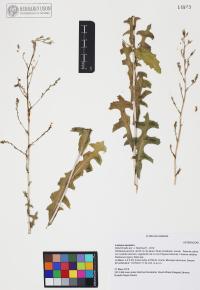 Lactuca serriola image