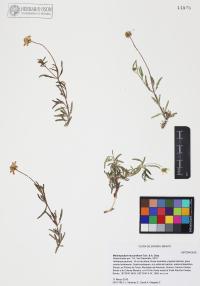 Melampodium leucanthum image