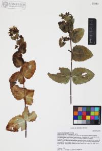 Guardiola platyphylla image