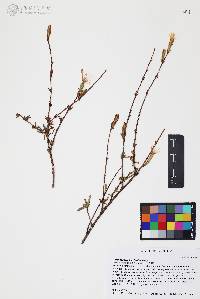 Carphochaete bigelovii image