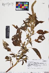 Amaranthus hybridus image