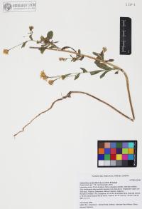 Heterotheca subaxillaris image