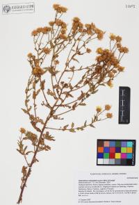Heterotheca subaxillaris image