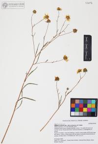 Heliomeris longifolia image