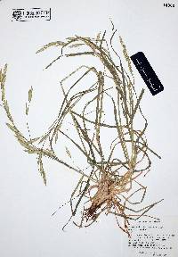 Bromus catharticus image