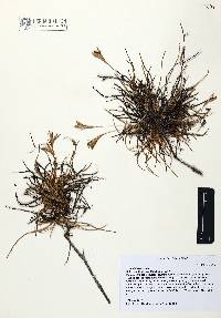 Tillandsia recurvata image