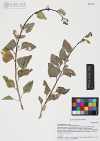 Encelia farinosa image