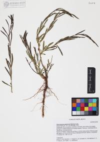 Gymnosperma glutinosum image